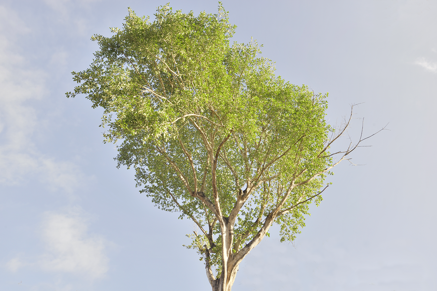 Árbol soleado