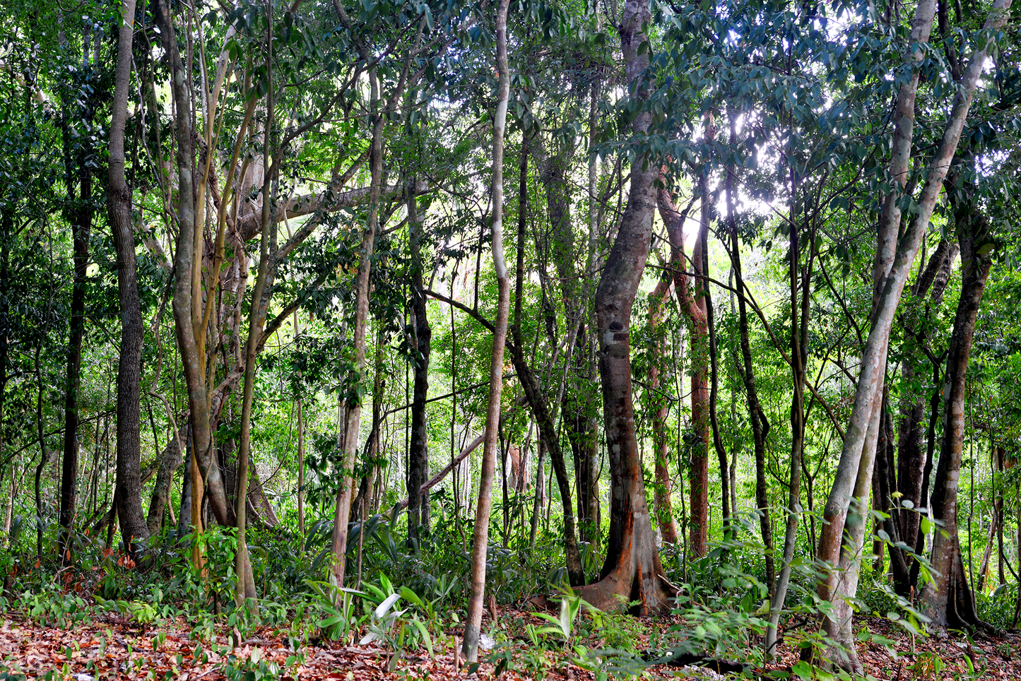 Árboles en la selva Maya