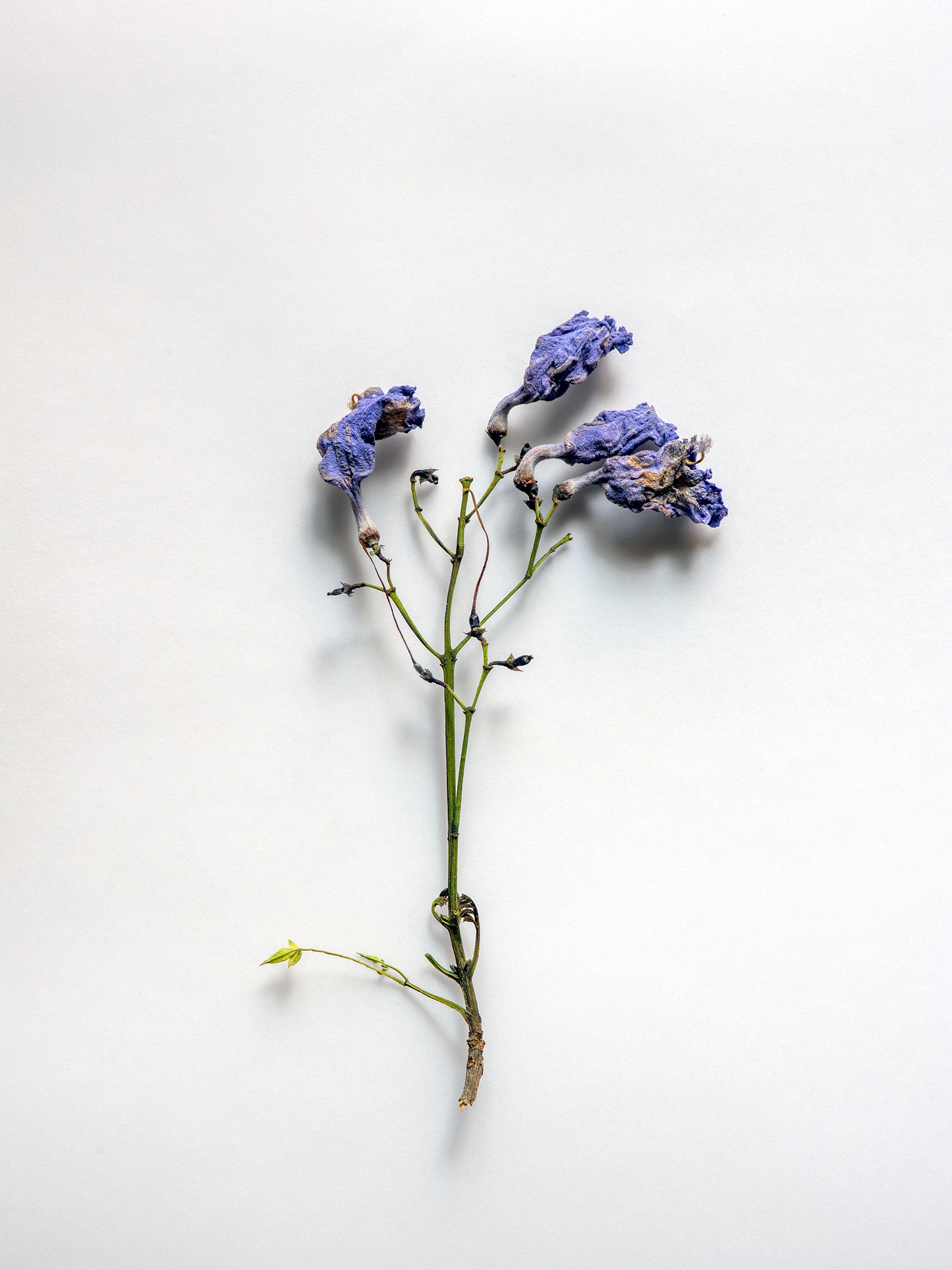 Ramo con flores violeta