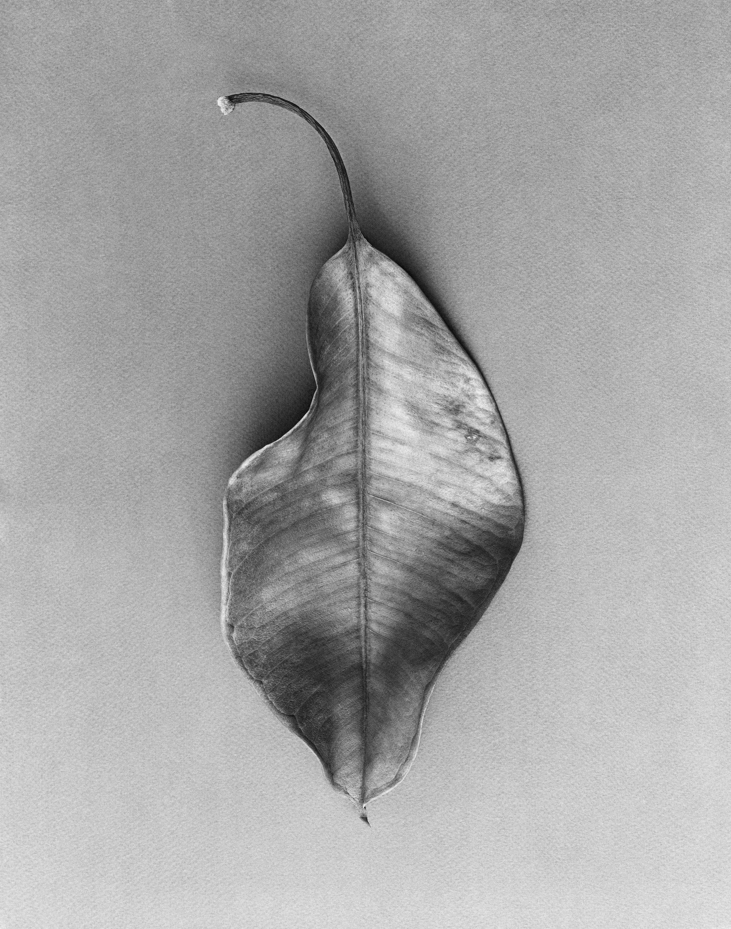Hoja del árbol del hule