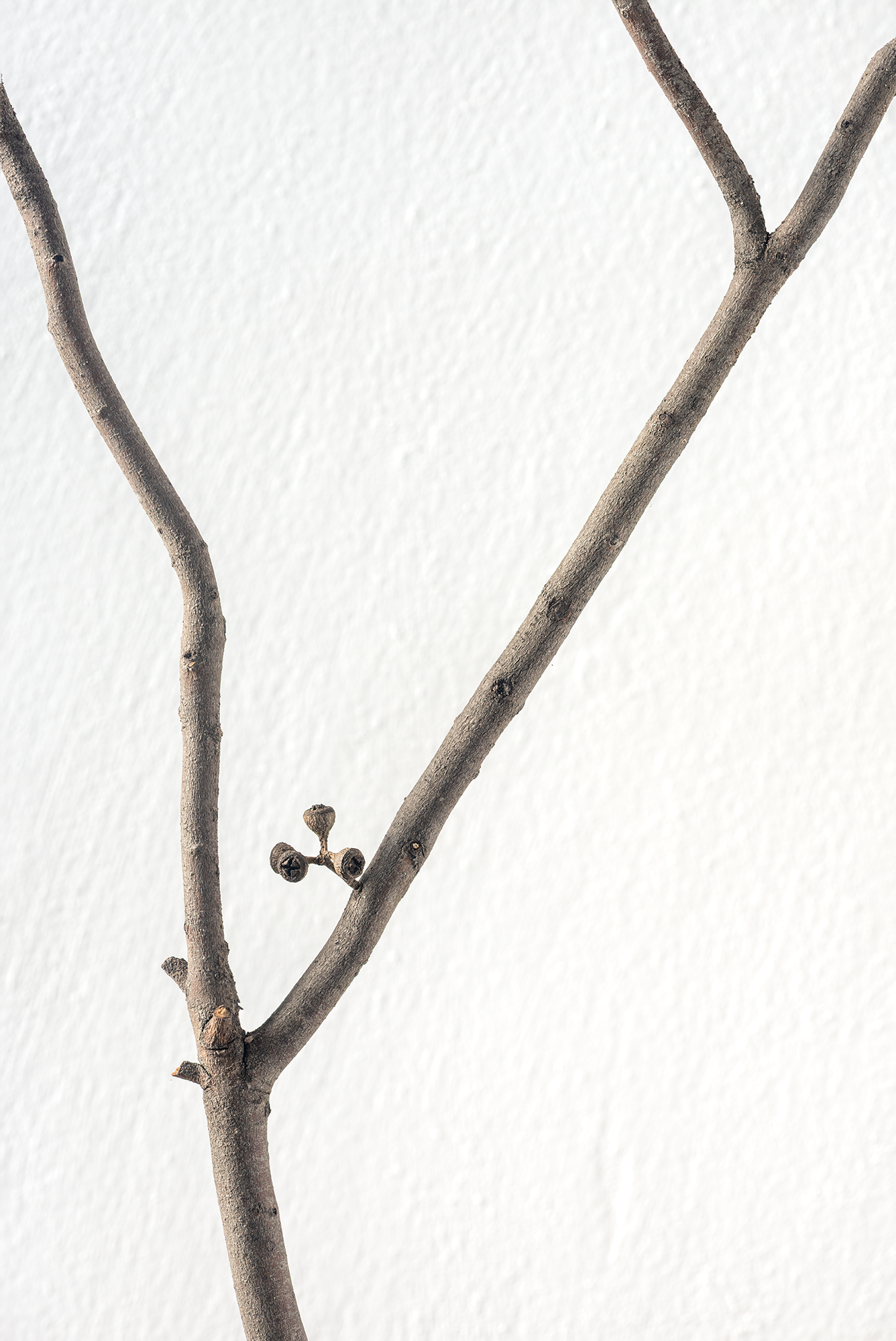 Dry branch 1