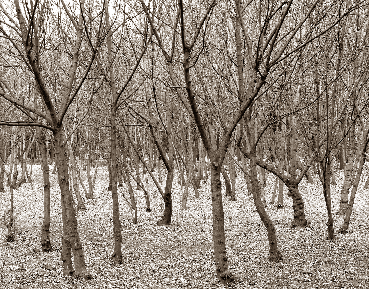 Árboles en invierno