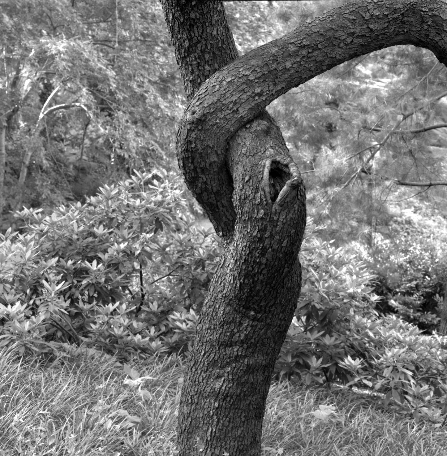 Árbol en Central Park