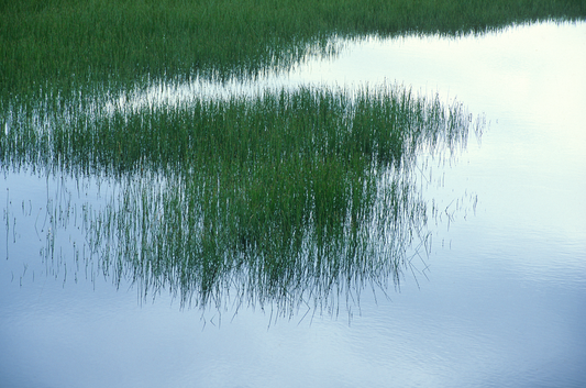 Composición de pastos en Ancud