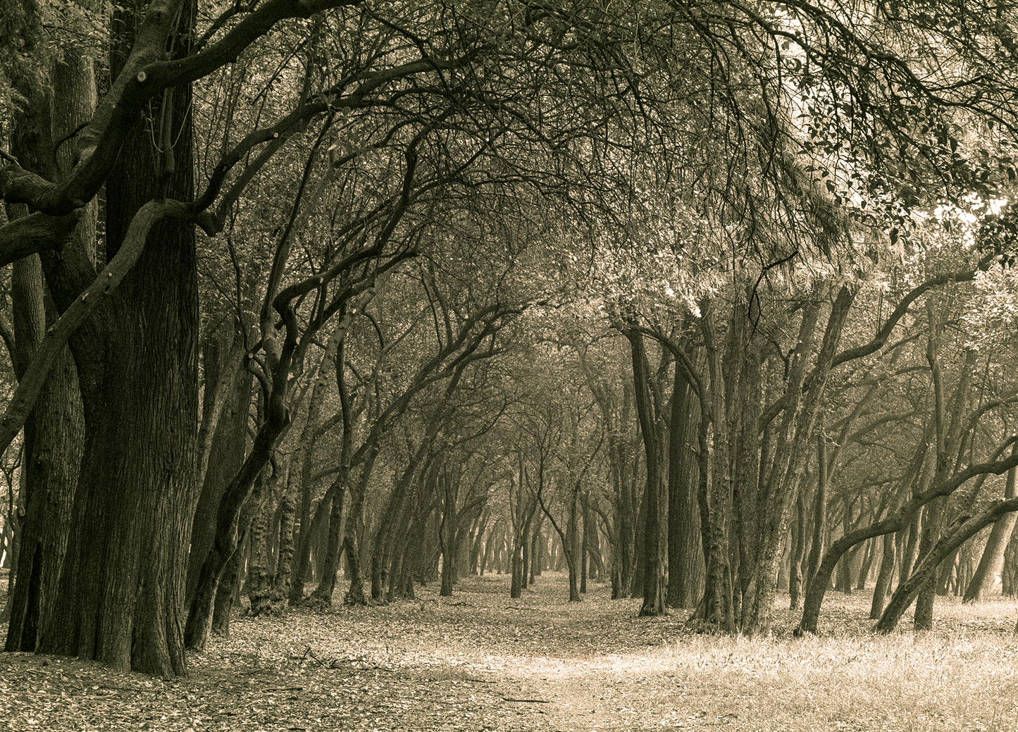 Chapultepec trees