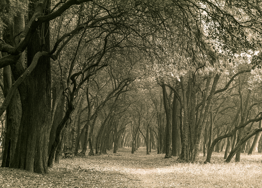 Chapultepec trees