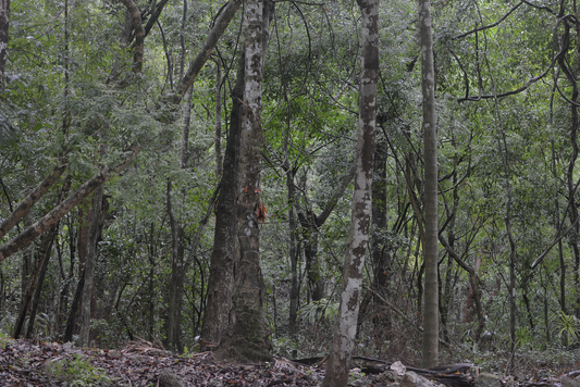 Selva en el área Maya