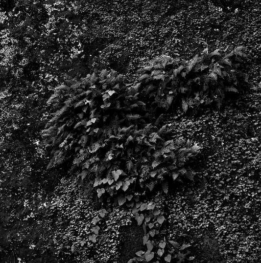 Leaves on the rocks