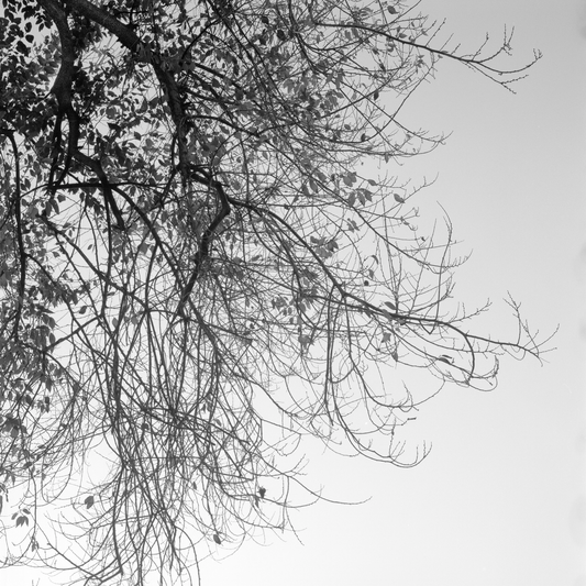 Árbol en invierno