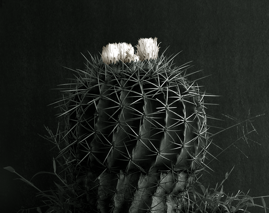 Cactus en flor