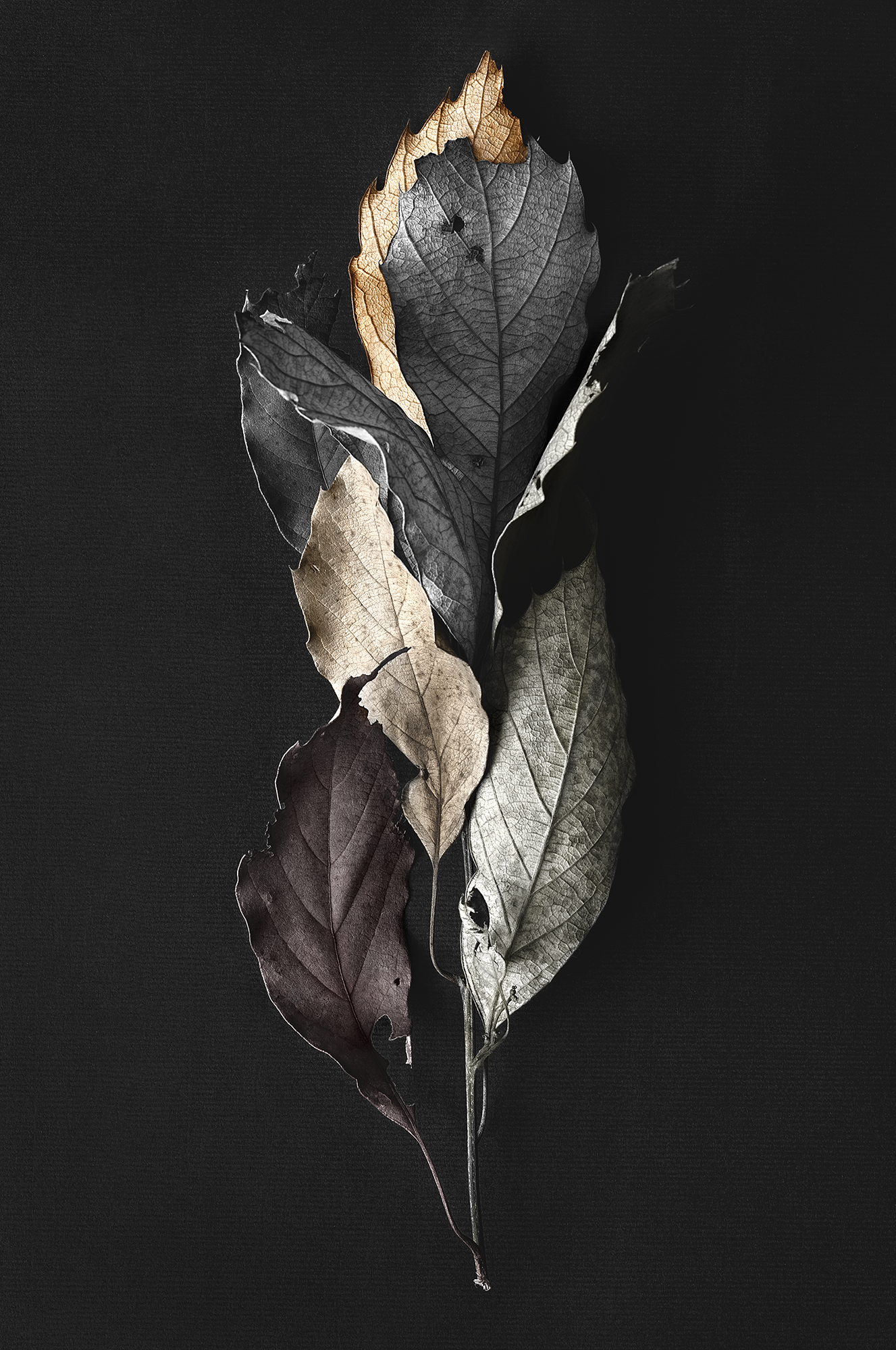 Hojas secas de Avándaro