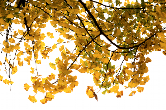 Hojas del Ginkgo biloba