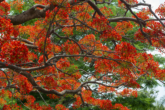 Tabachín en flor