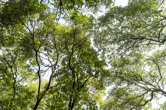 Árboles en verano