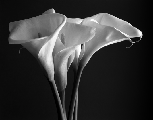 Bouquet of Calla lilies