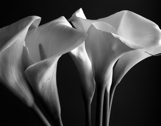 Group of gannets