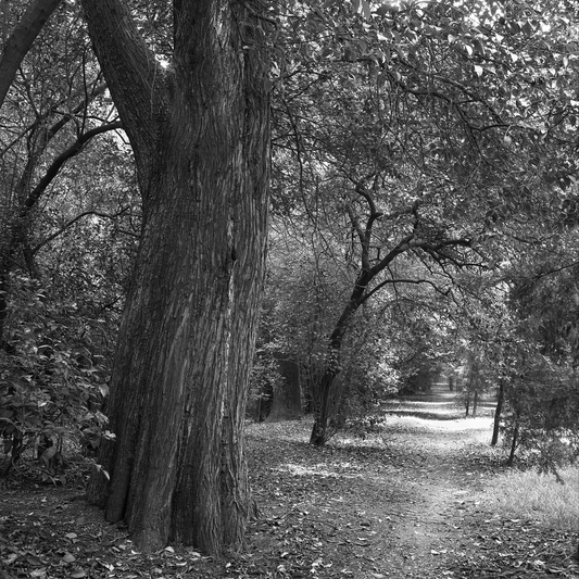 Bosque de Chapultepec, vereda