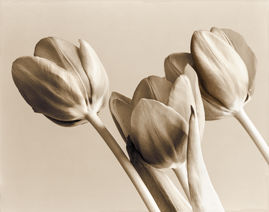 Tulip arrangement in sepia
