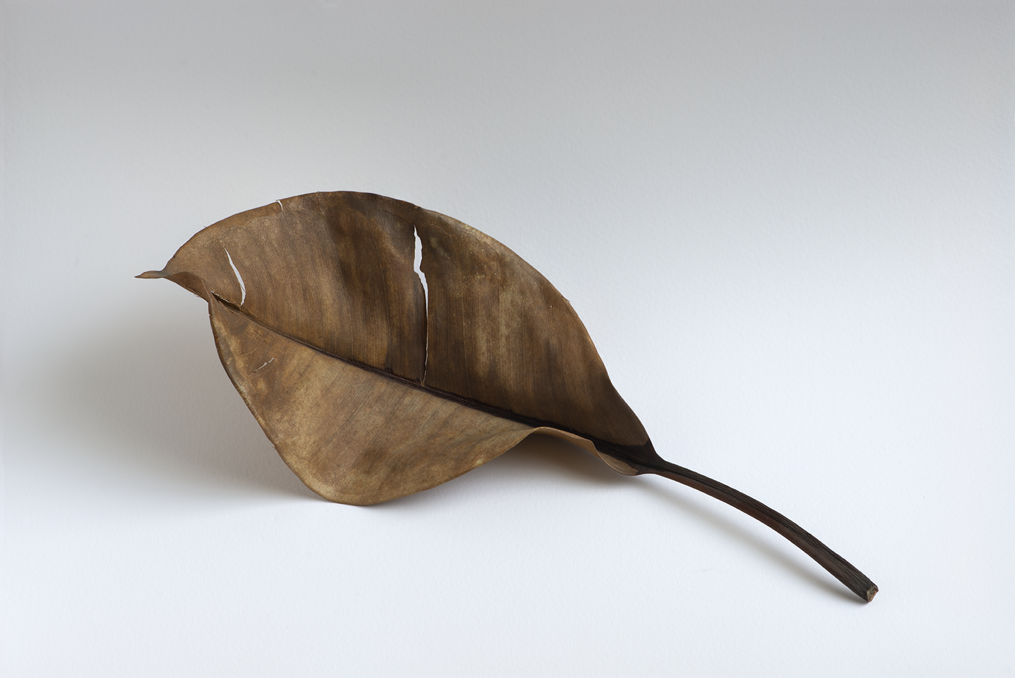 Dry tree leaf