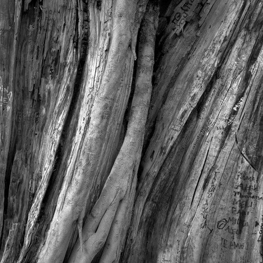 Tree with memories