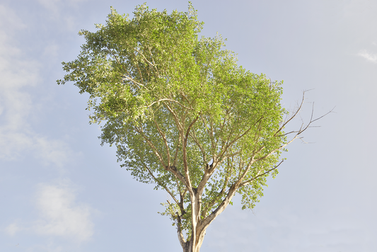 Árbol soleado