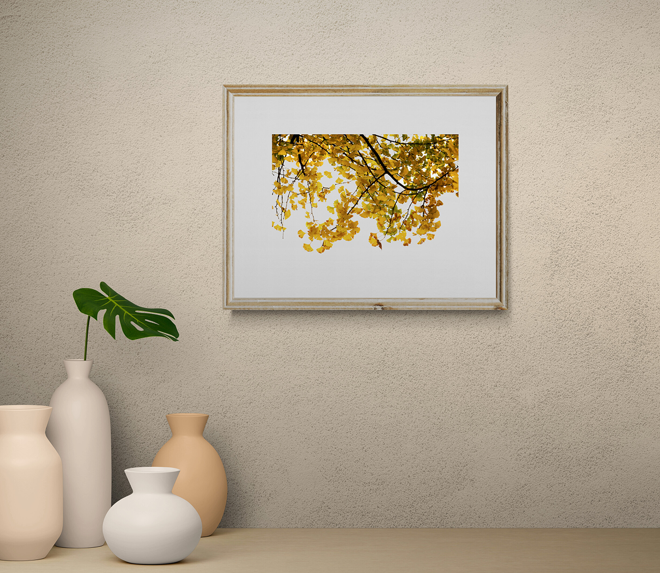 Hojas del Ginkgo biloba