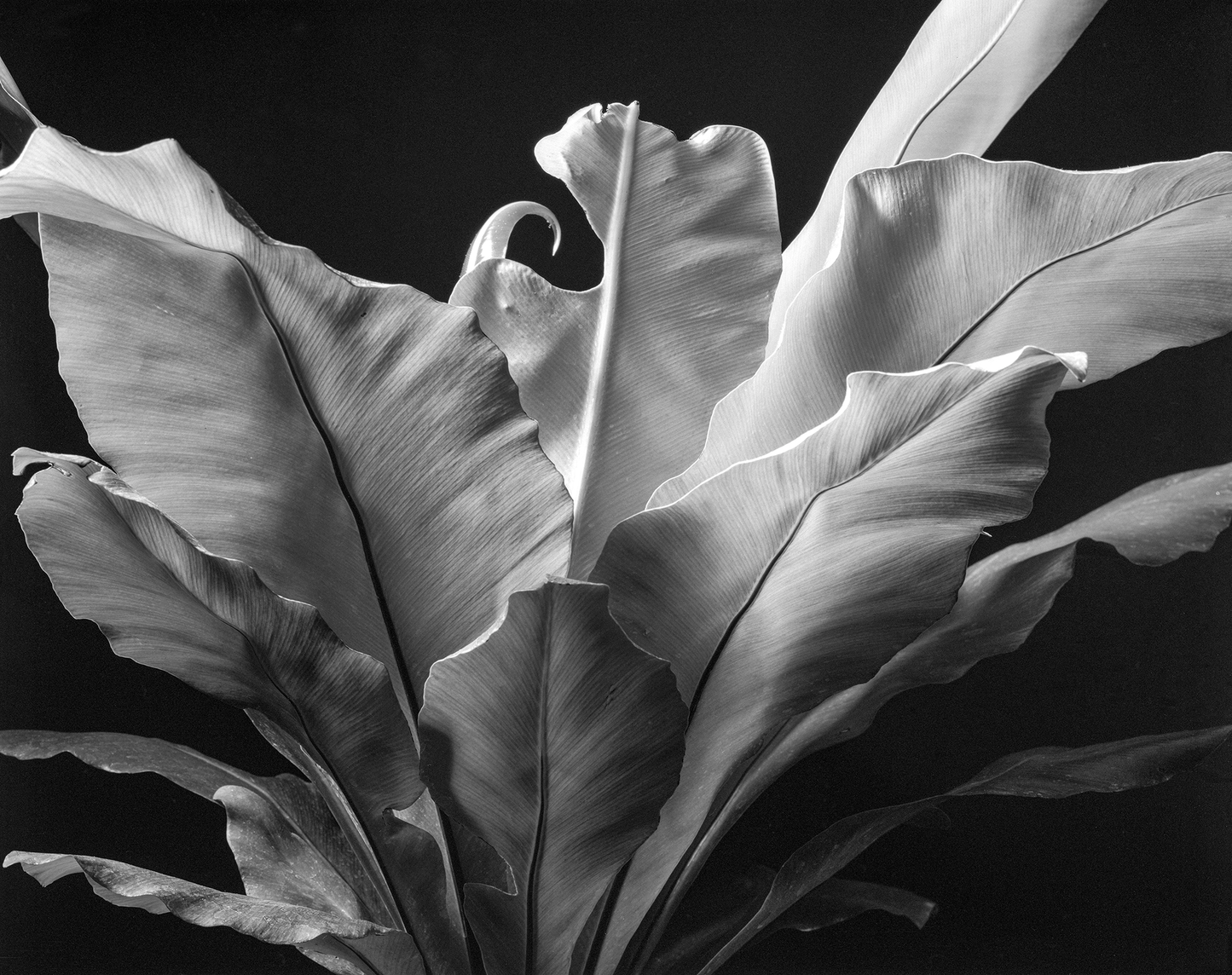 Helecho en blanco y negro