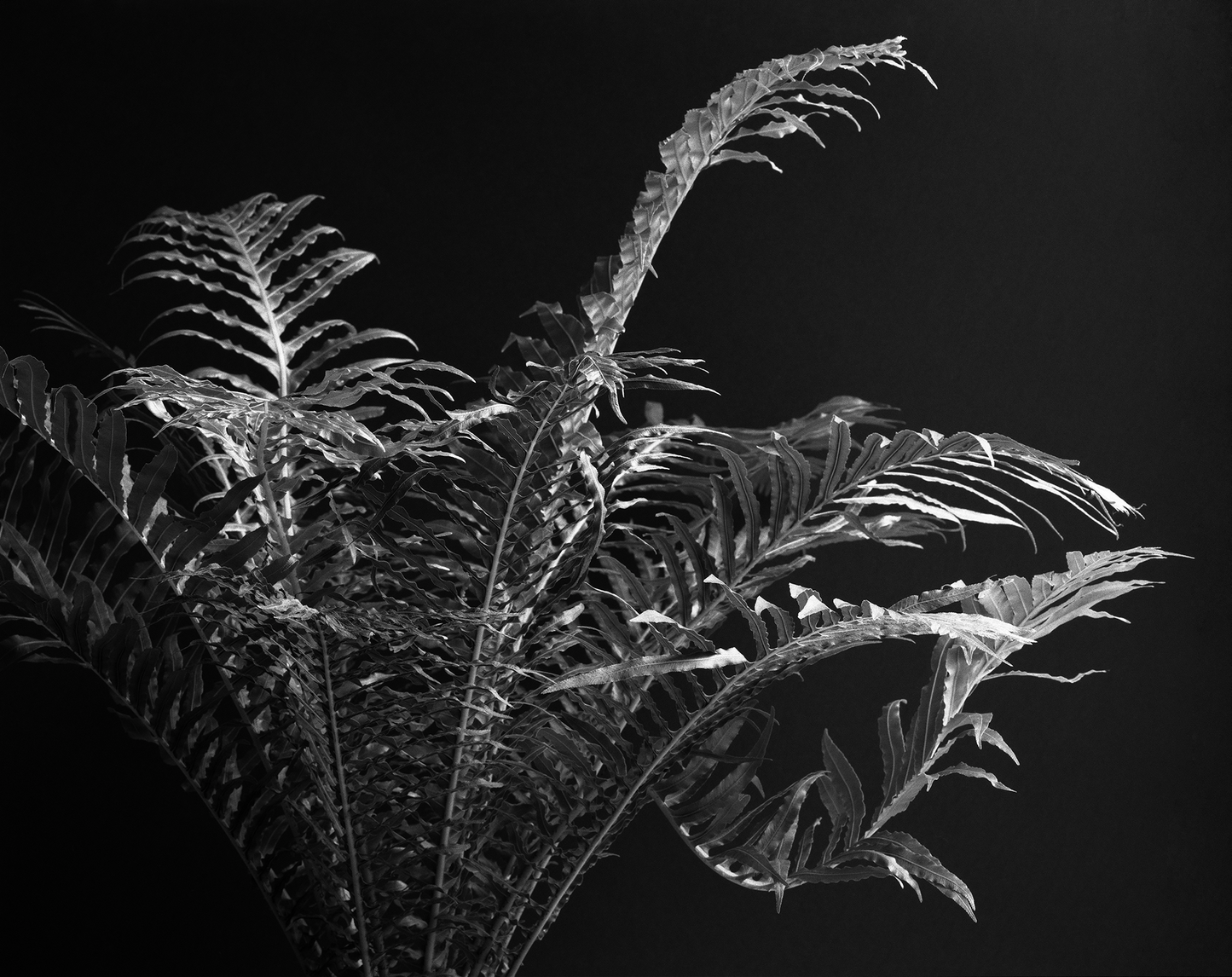 Helecho en blanco y negro