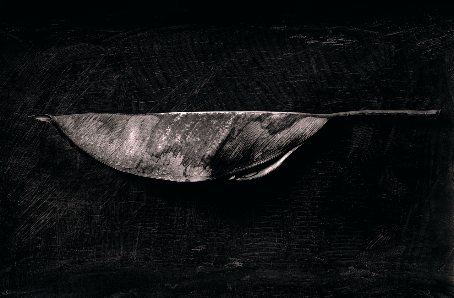 Hoja del Hule, perfil