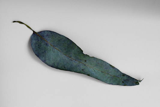 Hoja larga
