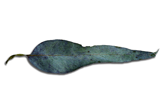 Hoja larga rota