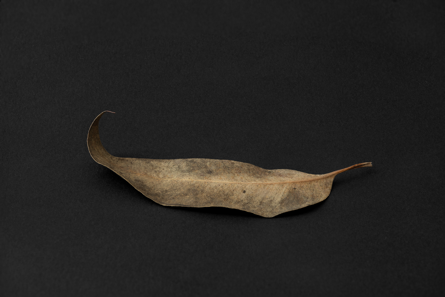 Hoja seca, octubre 2025