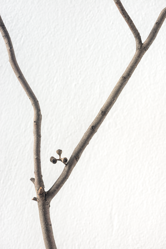 Dry branch 1