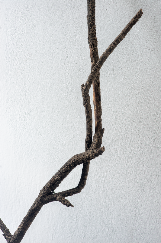 Dry branch 2