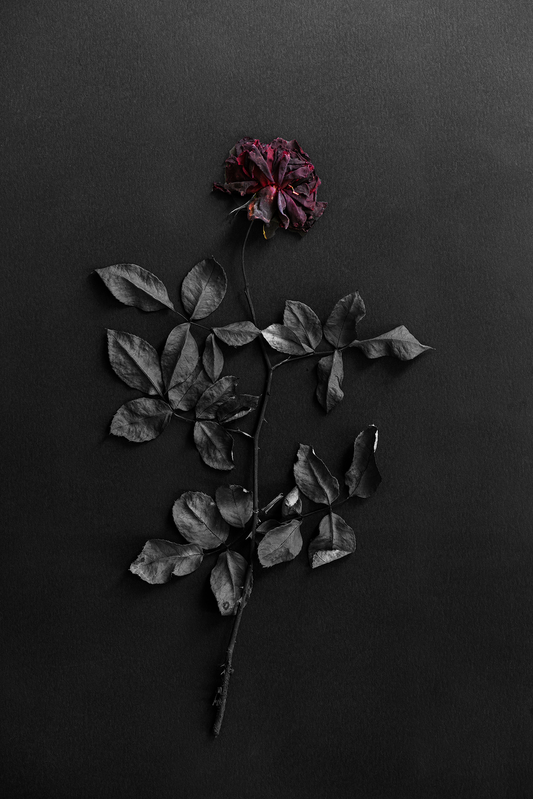 Black-leaved rose