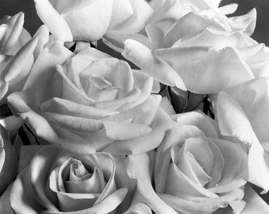 Rosas blancas