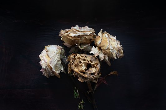 Rosa secas