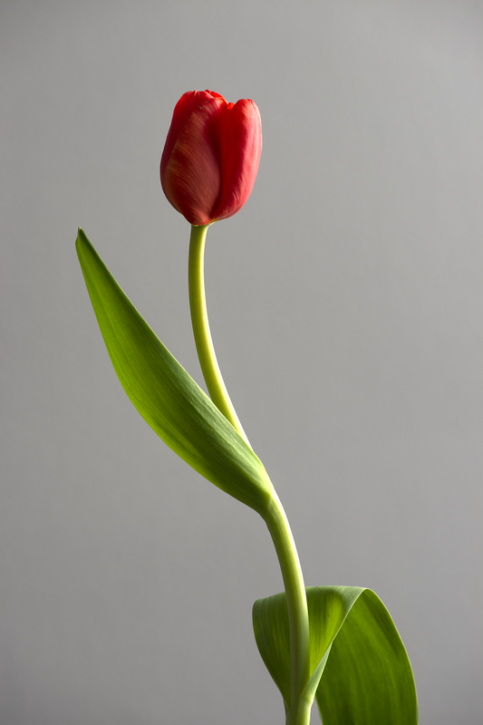 Tulip