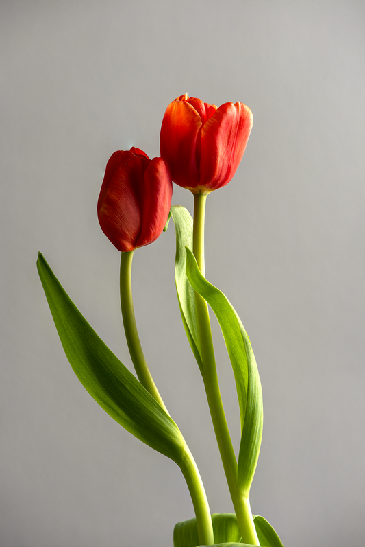 Two tulips