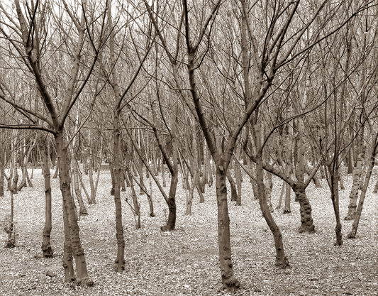 Trees in winter